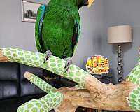 eclectus-parrots-for-sale-in-perrineville-nj