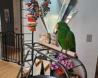 eclectus-parrots-parrot-for-sale-in-perrineville-nj