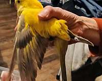 bird-for-sale-in-bethel-nc