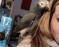 african-grey-parrot-for-sale-in-millsboro-de