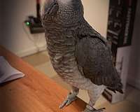 african-grey-parrot-for-sale