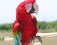 macaw-for-sale