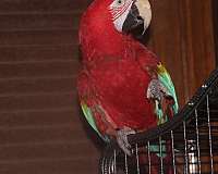 blue-macaw-for-sale