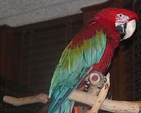 green-macaw-for-sale