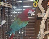 red-macaw-for-sale