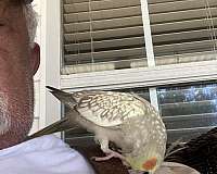 cockatiel-for-sale-in-orange-beach-al