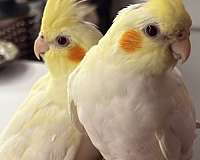 cockatiel-for-sale-in-sidney-ny