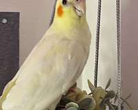 lutino-yellow-bird-adoption