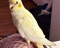 cockatiel-for-sale