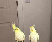 lutino-yellow-cockatiel-for-sale