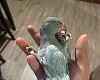 parrot-for-sale-in-dearborn-heights-mi