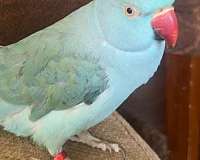 parrot-for-sale