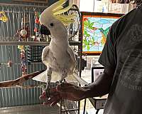 cockatoo-for-sale-in-woodbridge-va