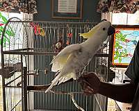 noisy-bird-for-sale-in-woodbridge-va