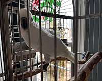 cockatoo-for-sale