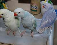 medium-bird-for-sale-in-saint-paul-mn