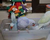 handfed-tame-bird-for-sale-in-saint-paul-mn