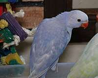 ringneck-parakeet-for-sale