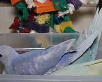 medium-bird-for-sale