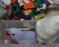 medium-ringneck-parakeet-for-sale