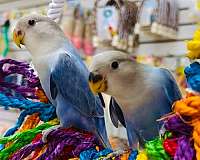 lovebird-for-sale
