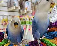 lovebird-for-sale-in-longwood-fl