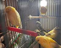 canary-for-sale