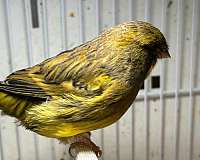 pet-singing-bird-for-sale-in-puyallup-wa