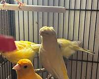 yellow-bird-for-sale-in-puyallup-wa