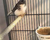 bird-for-sale-in-puyallup-wa