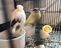 canary-for-sale-in-puyallup-wa