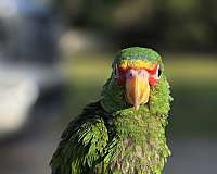 amazon-parrot-for-sale