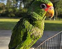 green-amazon-parrot-for-sale