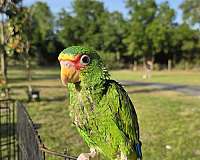 amazon-parrot-for-sale-in-florida