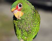 green-bird-for-sale