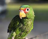 pet-bird-for-sale