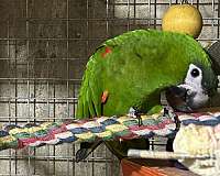 bird-for-sale-in-layton-ut
