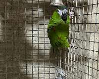 hahns-macaw-for-sale-in-layton-ut