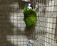 hahns-macaw-for-sale