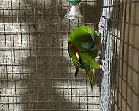 adult-bird
