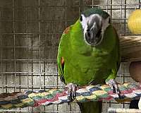 adult-hahns-macaw-for-sale