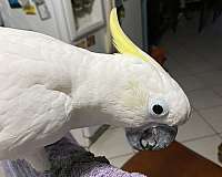 sulpher-crested-cockatoo-for-sale