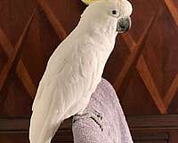 white-yellow-sulpher-crested-cockatoo-for-sale