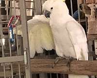 white-yellow-bird-for-sale