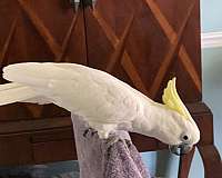 medium-bird-for-sale