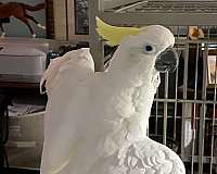 medium-white-yellow-bird-for-sale