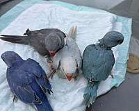 parrot-for-sale