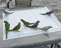baby-parrot-for-sale