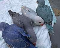 parrot-for-sale