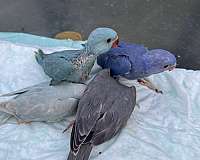blue-parrot-for-sale